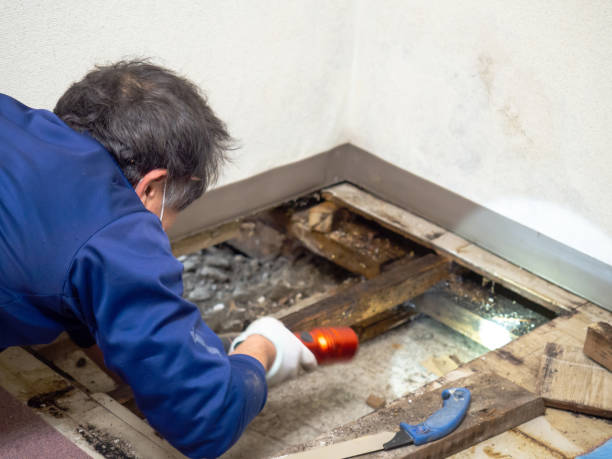 Best Attic Mold Removal  in Holland, MI