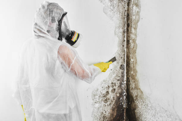 Best Mold Damage Repair  in Holland, MI