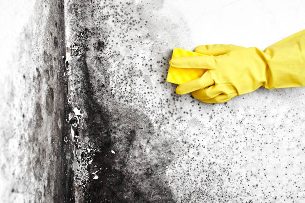 Best Black Mold Removal  in Holland, MI