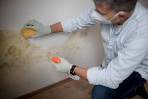 Best Commercial Mold Removal  in Holland, MI