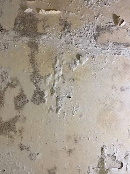 Office Mold Removal Services in Holland, MI