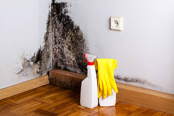 Best Mold Testing  in Holland, MI