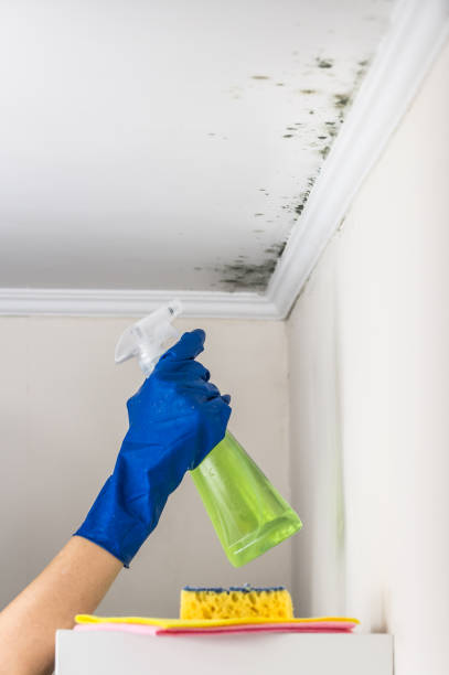 Best Crawl Space Mold Removal  in Holland, MI